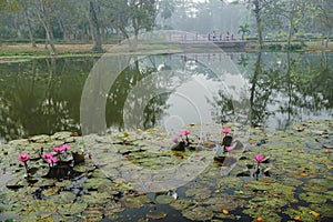 Colourful view of a pond filled with leaves of Nymphaea , aquatic plants, commonly known as water lilies. Indian winter image.