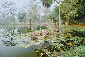 Colourful view of a pond filled with leaves of Nymphaea , aquatic plants, commonly known as water lilies. Indian winter image.