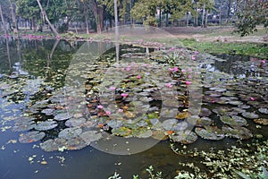 Colourful view of a pond filled with leaves of Nymphaea , aquatic plants, commonly known as water lilies. Indian winter image.