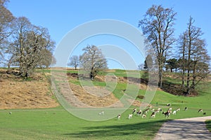 Colourful view of the Sevenoaks countryside with green fields and deer grazing