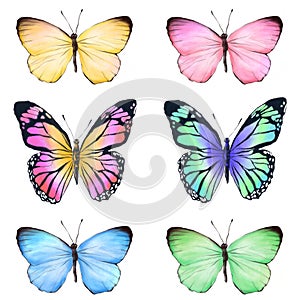 colourful watercolour style butterflies illustration