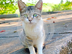 Colourful white grey kitten cat with green eyes