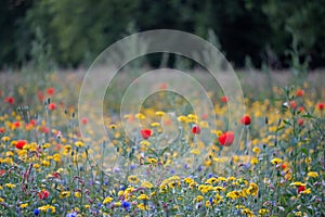 Colourful wild flowers in blues, reds and yellows growing in a park surrounded by trees, photographed in Gunnersbury, London UK