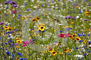 Colourful wild flowers growing in the grass, photographed in the sun outside the Savill Garden, Windsor Great Park, Berkshire UK