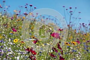 Colourful wild flowers growing in the grass, photographed on a sunny day in midsummer in Windsor Great Park, Berkshire UK