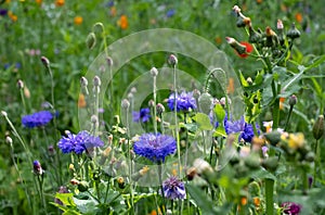 Colourful wild flowers including cornflowers and poppies, photographed in late afternoon in mid summer, in Chiswick, West London U