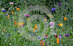 Colourful wild flowers including cornflowers and poppies, photographed in late afternoon in mid summer, in Chiswick, West London U