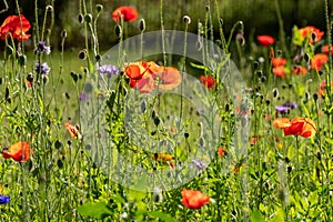 Colourful wild flowers including cornflowers and poppies, photographed in late afternoon in mid summer, in Chiswick, West London U