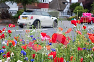 Colourful wild flowers, including pink poppies and cornflowers, on a roadside verge in Eastcote, Hillingdon, UK