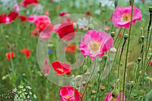 Colourful wild flowers, including pink and red poppies, on a roadside verge in Ickenham, Hillingdon, West London UK.