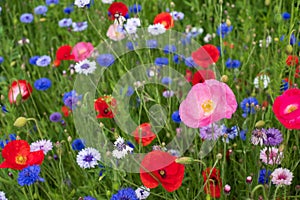 Colourful wild flowers, including poppies and cornflowers, on a roadside verge in Eastcote, West London UK.