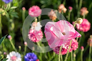 Colourful wild flowers, including poppies and cornflowers, on a roadside verge in Eastcote, West London UK.