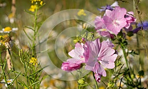 Colourful wild flowers, photographed during a heatwave in Gunnersbury Park, west London, UK.