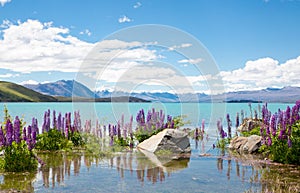 Colourful wild lupins flowering along the edge of Lake Tekapo in summer, New Zealand