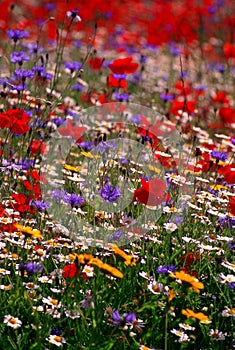 Colourful wildflower meadow, England