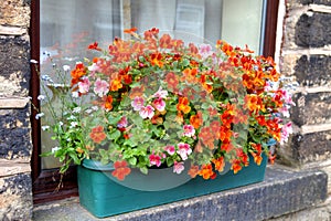 Colourful windowbox with nemesia flowers