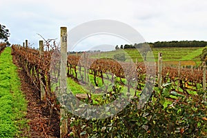 Colourful wine orchad in Adelaide Hills