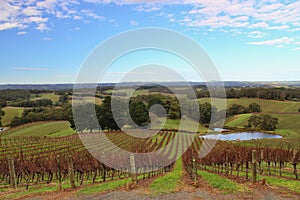 Colourful wine orchad in Adelaide Hills