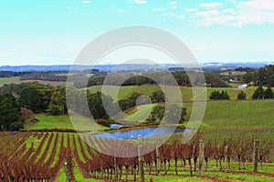 Colourful wine orchad in Adelaide Hills photo