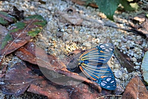 Colourful winged day flying moth sitting on a ground