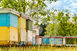 Colourful wooden beehives in the grass and bees bringing pollen for honey on the natural background