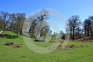 Colourful woodland landscape in the Sevenoaks countryside