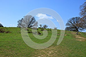 Colourful woodland landscape in the Sevenoaks countryside