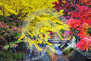 Colourful of yellow Gingko Trees and Red Maple Trees at Momiji Kairo in Autumn, Kawaguchiko Lake, Japan photo