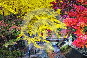 Colourful of yellow Gingko Trees and Red Maple Trees at Momiji Kairo in Autumn, Kawaguchiko Lake, Japan