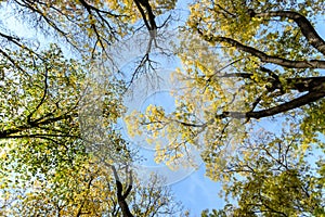 Colourful yellow and green leaves and trees branches viewed from below towards blu sky in a forest in a sunny autumn day