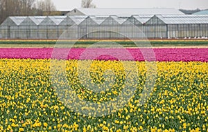 Colourful yellow and pink tulips growing in rows near Keukenhof Gardens, Lisse, South Holland.