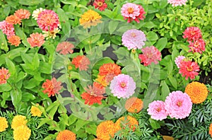Colourful of zinnia flower
