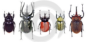 Colourfull Beetles photo