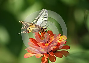 colourfull butterfly on flower