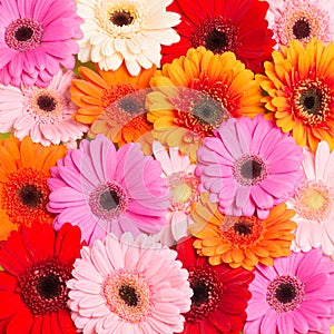 Colourfull Gerbera flowers