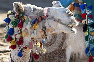 A colourfully decorated camel relaxes in the Nubian village of Garb-Sohel in the Aswan region of Egypt.