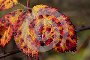Colouring Autumn Leaves on Branches photo
