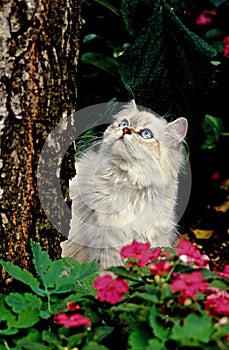 Colourpoint Persian Domestic Cat standing in Flowers