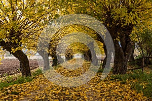 Colours of Abruzzo in Autum