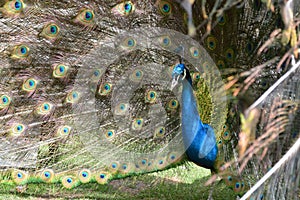 Colours in all eyes of a peacock