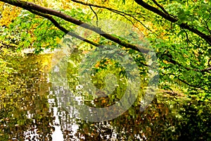 Colours of autumn in Benmore Botanic Garden, Scotland