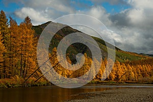 The colours of autumn are cold-water rivers of Magadan.