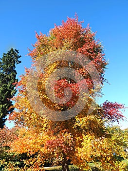 Colours of autumn fall - beautiful black Tupelo tree in front of blue sky