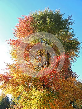 Colours of autumn fall - beautiful black Tupelo tree in front of blue sky