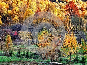 Colours autumns view