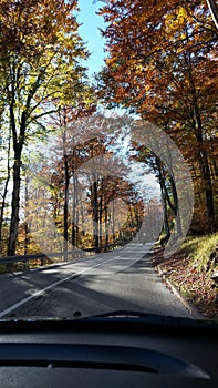 Colours of the liefs