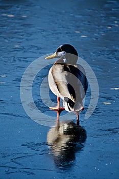 Colours of the Mallard duck in winter sunshine