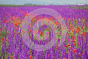 Colours of nature - Field of Poppies and Purple Flowers