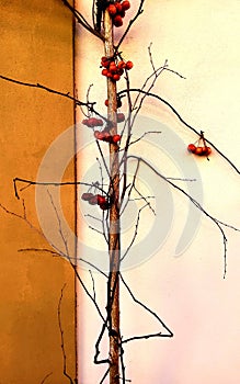 Colours, plant, wall and minimalism