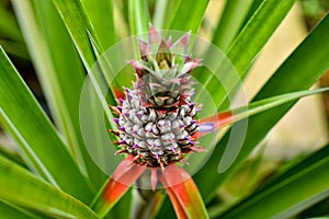 Colours of wild pineapple plant